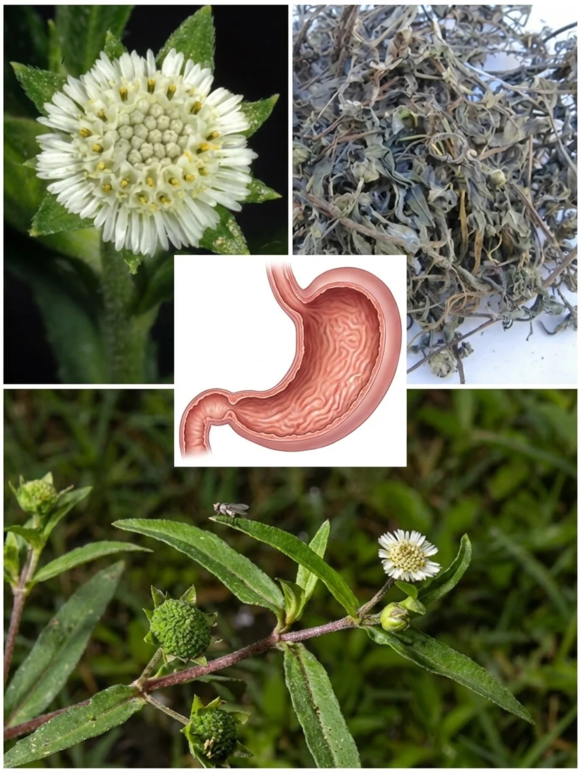 False Daisy for Stomach Comfort? The Small White Herb People Have Used for Digestion for Years