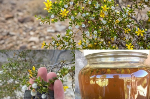 Larrea tridentata Tea