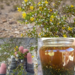 Larrea tridentata Tea