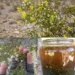Larrea tridentata Tea