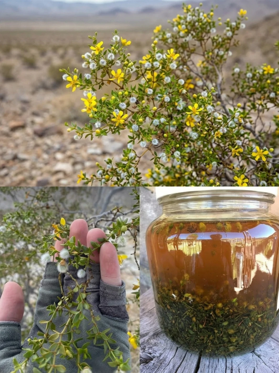 Larrea tridentata Tea