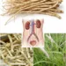 Cogon Grass Root Tea for Kidney and Urinary Comfort