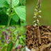 Prickly Chaff Flower Root Tea