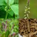 Prickly Chaff Flower Root Tea