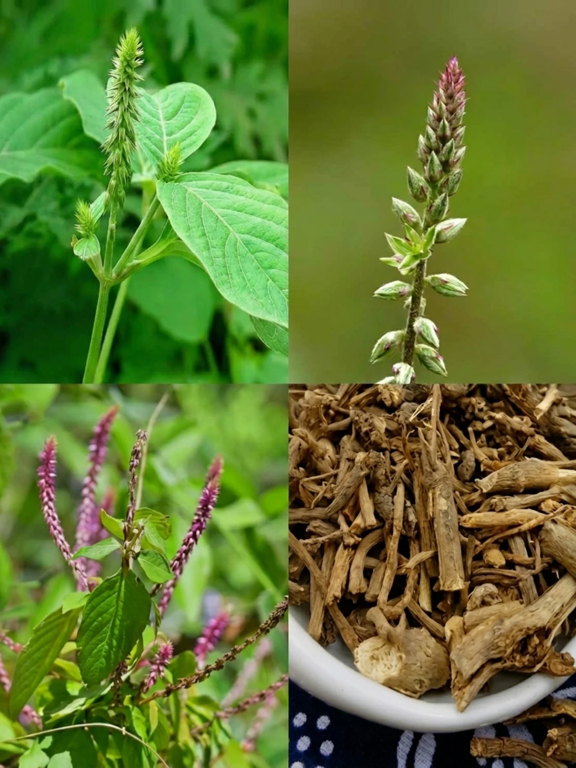 Prickly Chaff Flower Root Tea