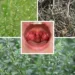 Sweet Broomweed Tea for Sore Throat: The Small Wild Herb People Traditionally Brew for Throat Comfort