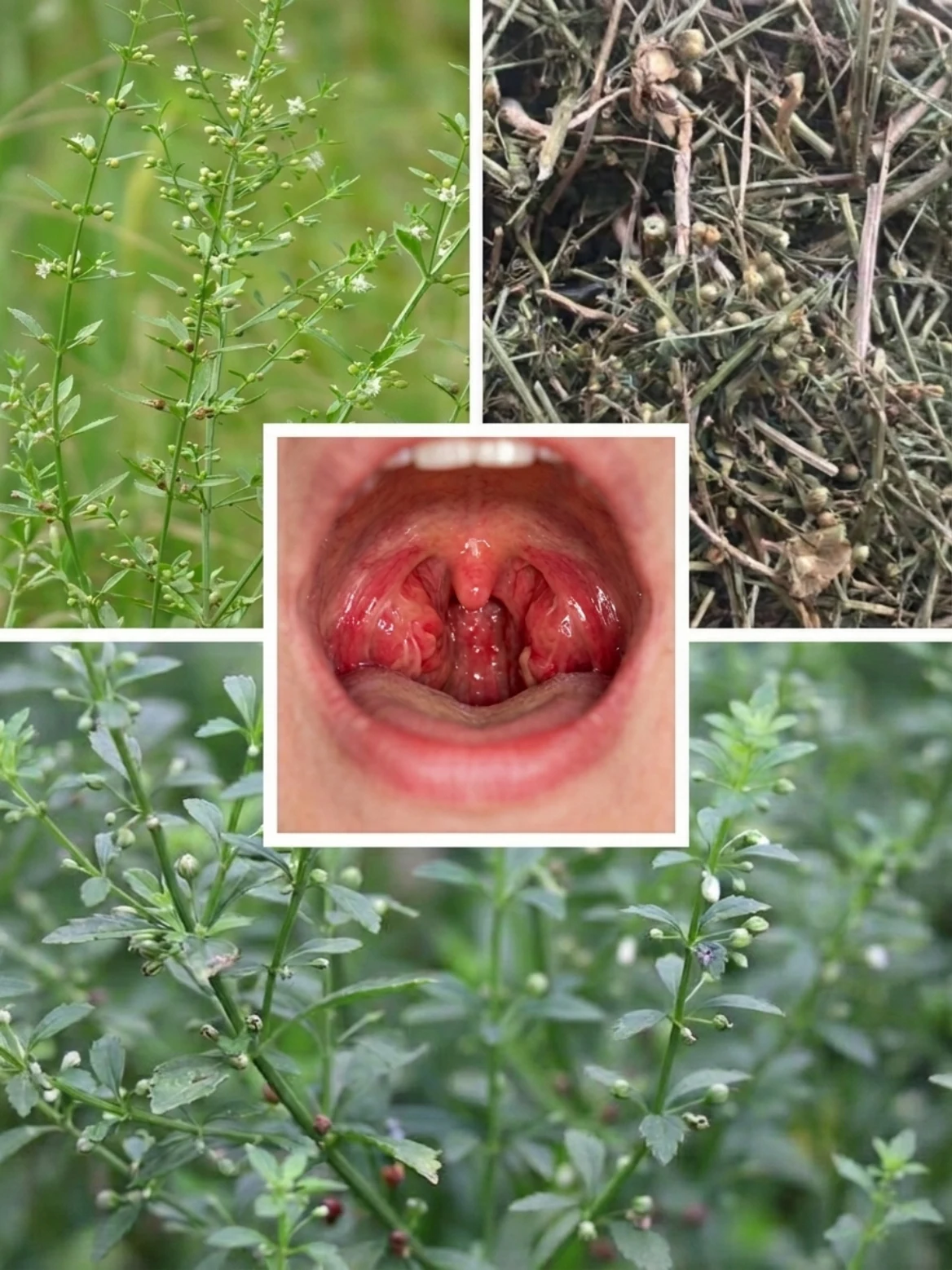 Sweet Broomweed Tea for Sore Throat: The Small Wild Herb People Traditionally Brew for Throat Comfort