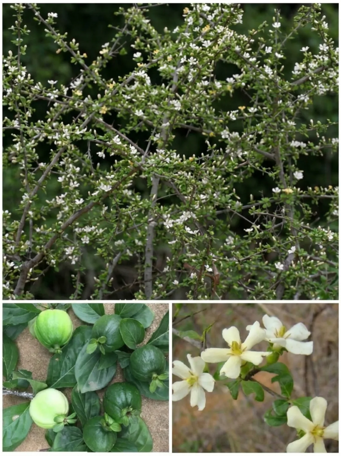 Catunaregam Spinosa Remedy: The Traditional Thorny Plant People Still Talk About