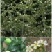 Catunaregam Spinosa Remedy: The Traditional Thorny Plant People Still Talk About