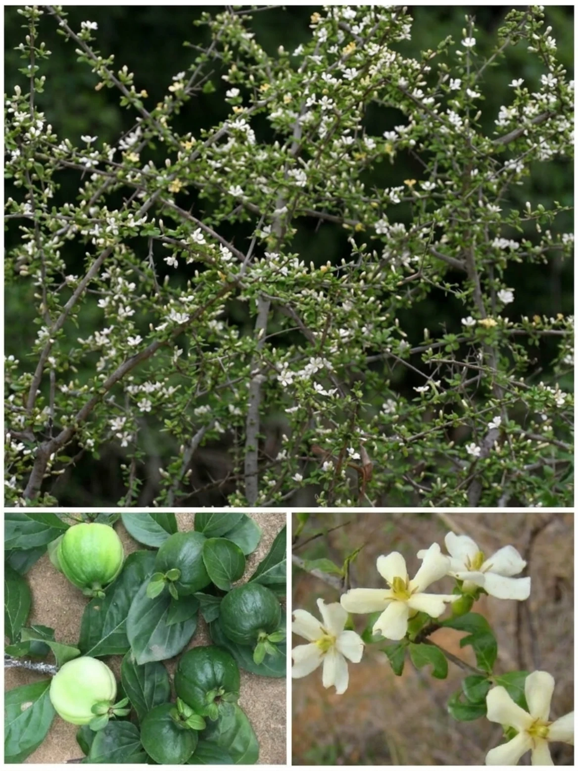 Catunaregam Spinosa Remedy: The Traditional Thorny Plant People Still Talk About