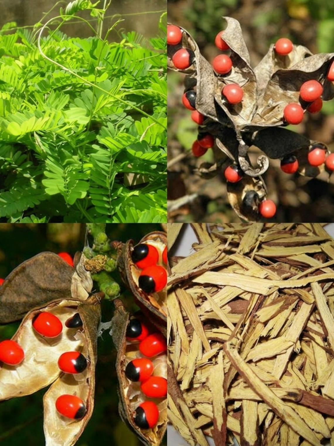 Abrus Precatorius Remedy Warning: The Beautiful Rosary Pea Plant That Must Be Used With Extreme Care
