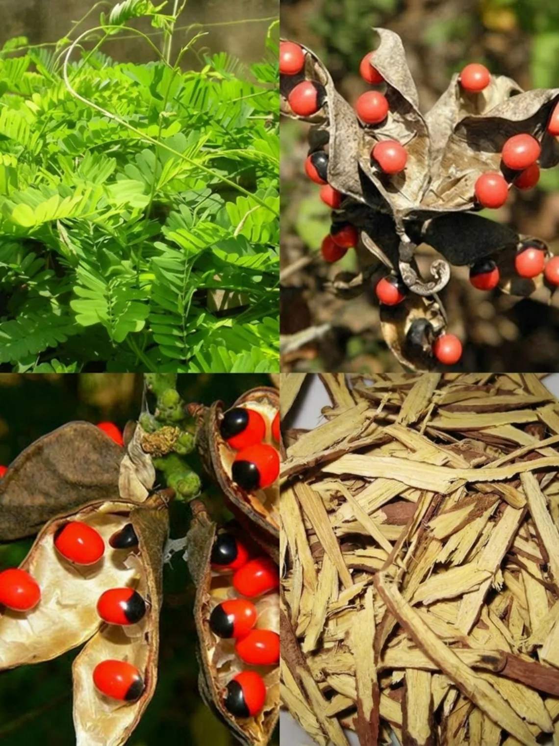 Abrus Precatorius Remedy Warning: The Beautiful Rosary Pea Plant That Must Be Used With Extreme Care
