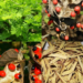 Abrus Precatorius Remedy Warning: The Beautiful Rosary Pea Plant That Must Be Used With Extreme Care