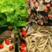 Abrus Precatorius Remedy Warning: The Beautiful Rosary Pea Plant That Must Be Used With Extreme Care