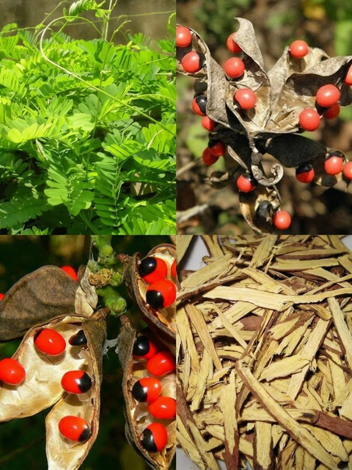Abrus Precatorius Remedy Warning: The Beautiful Rosary Pea Plant That Must Be Used With Extreme Care