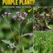 Lilac Tasselflower Remedy: The Common Purple Field Plant People Still Use Traditionally