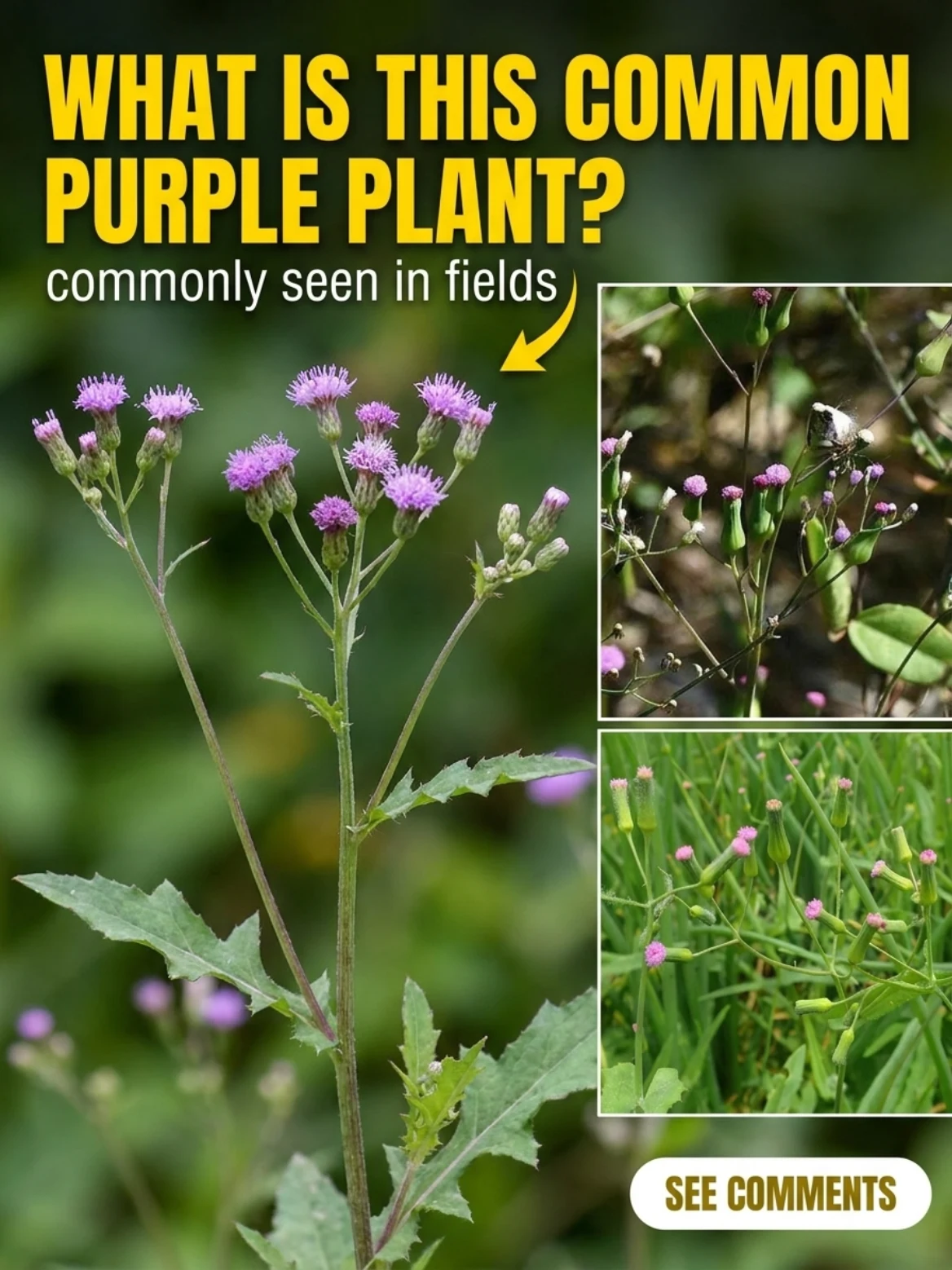 Lilac Tasselflower Remedy: The Common Purple Field Plant People Still Use Traditionally