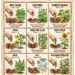 Crops to Direct-Sow in June: 9 Fast, Productive Plants That Thrive When Summer Soil Is Warm