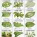Identify Garden Pests by the Damage They Leave: A Practical Guide to 12 Common Plant Damage Patterns and What to Do Next