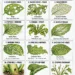 Identify Garden Pests by the Damage They Leave: A Practical Guide to 12 Common Plant Damage Patterns and What to Do Next