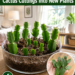 How to Propagate Christmas Cactus Cuttings Into New Plants: A Beginner-Friendly Guide for Fuller, Healthier Holiday Cacti