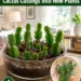 How to Propagate Christmas Cactus Cuttings Into New Plants: A Beginner-Friendly Guide for Fuller, Healthier Holiday Cacti