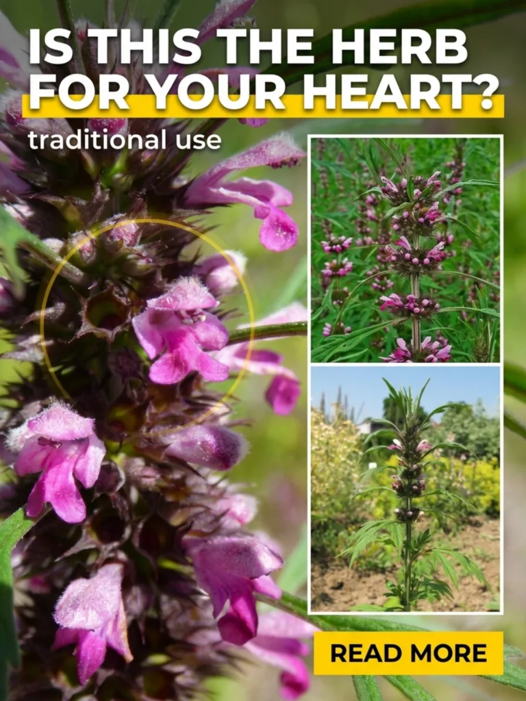 A collage highlighting Motherwort Leonurus japonicus showing close-ups of its distinct pinkish-purple flowers lobed leav