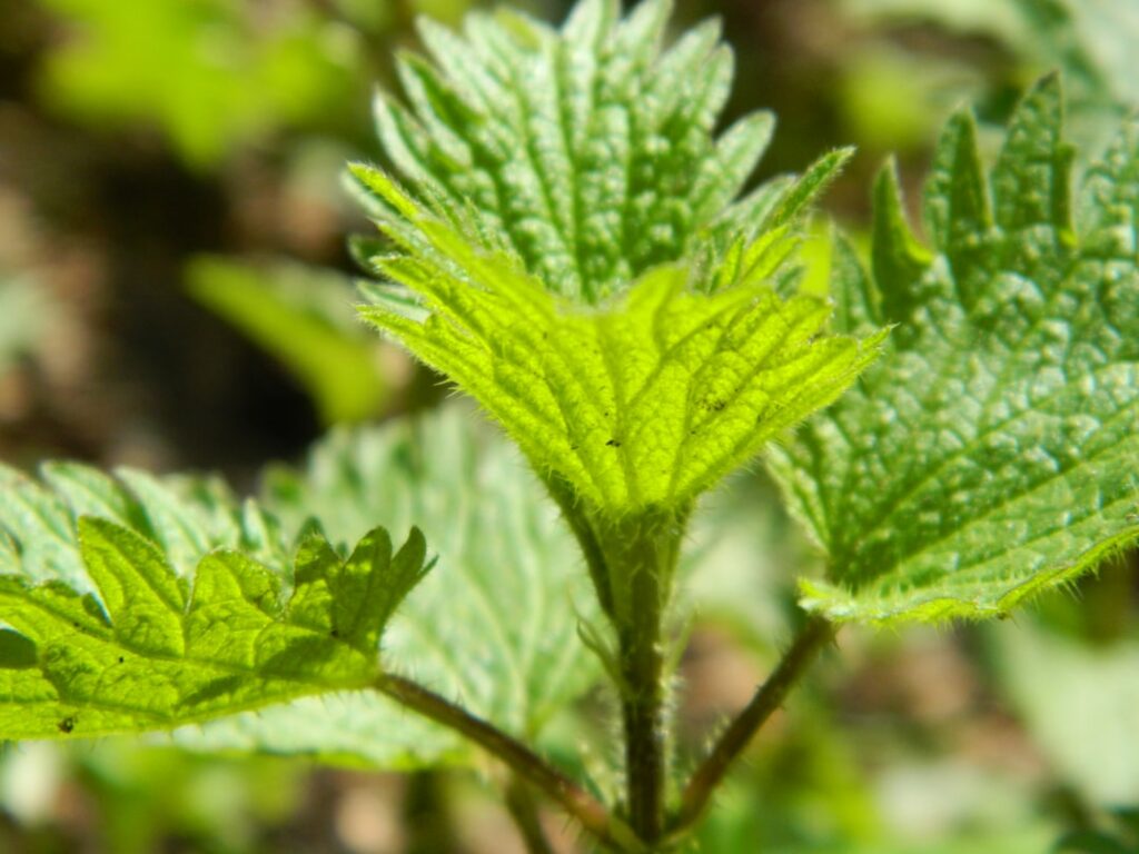 A person wearing thick gloves harvesting young stinging nettle leaves in a field with a basket