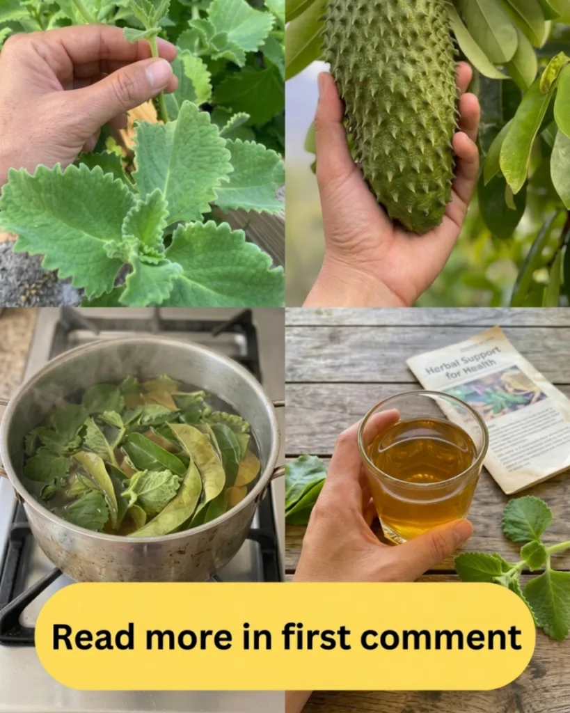 A four-panel grid showing the process of making herbal tea plucking fresh leaves holding soursop fruit boiling leaves in