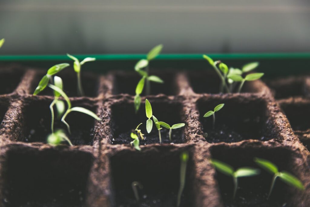 Healthy green seedlings in a tray under a grow light indoors ready for transplanting