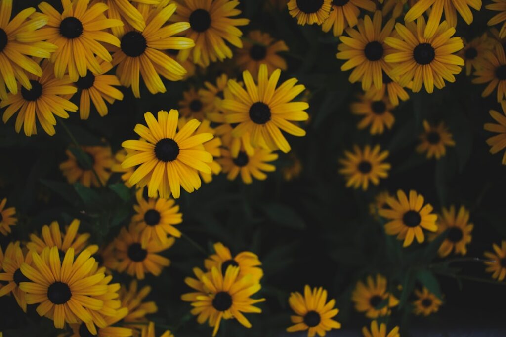 Close-up of a cluster of Rudbeckia Black-Eyed Susan flowers with bright yellow petals and dark centers blooming profusel