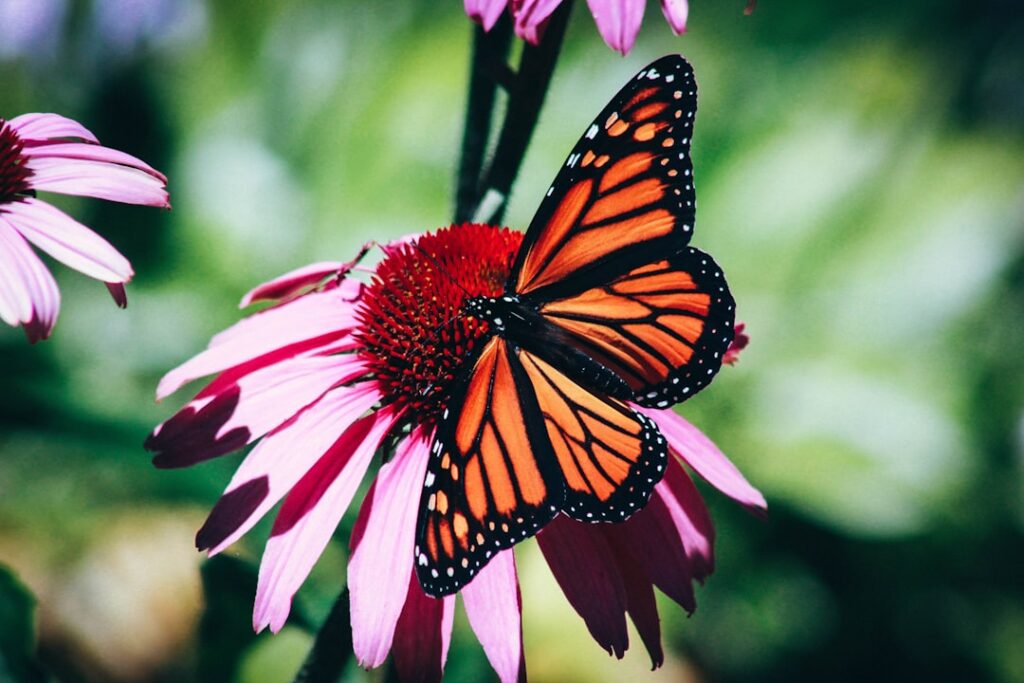 Purple coneflowers with a monarch butterfly on one of the blooms set in a sunny garden