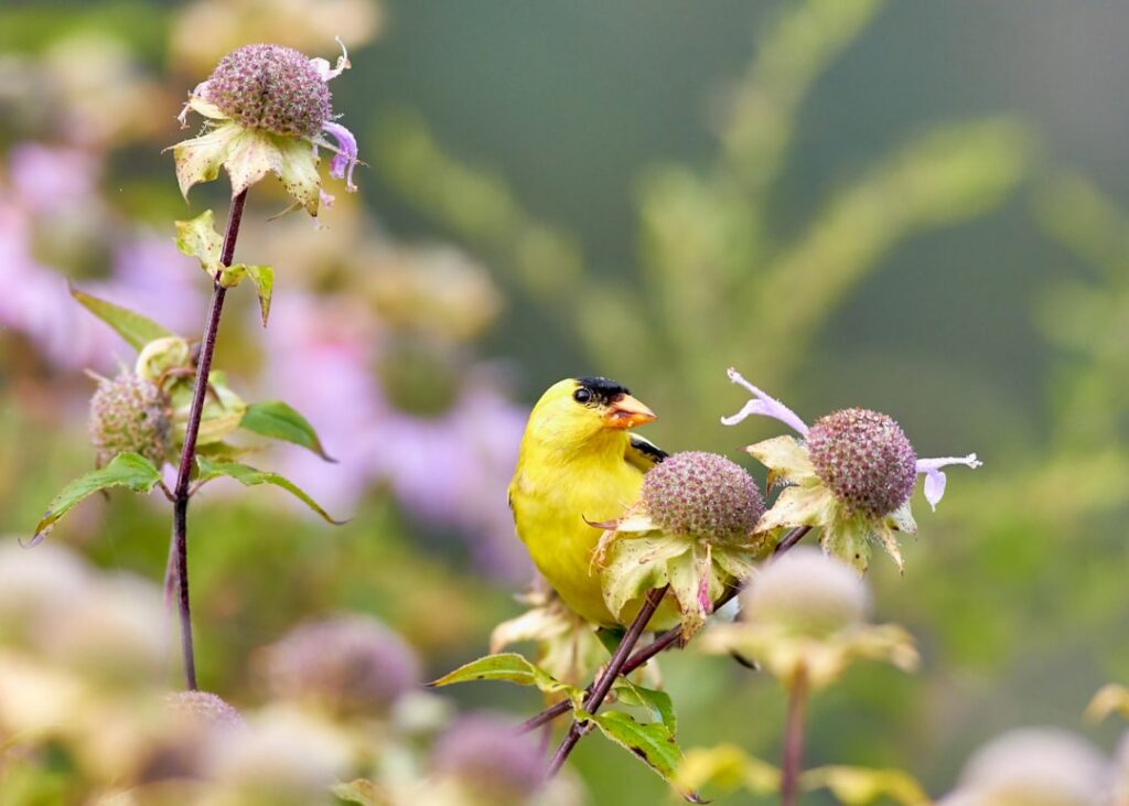 An American Goldfinch perched on a dried coneflower seed head eating seeds in a garden setting