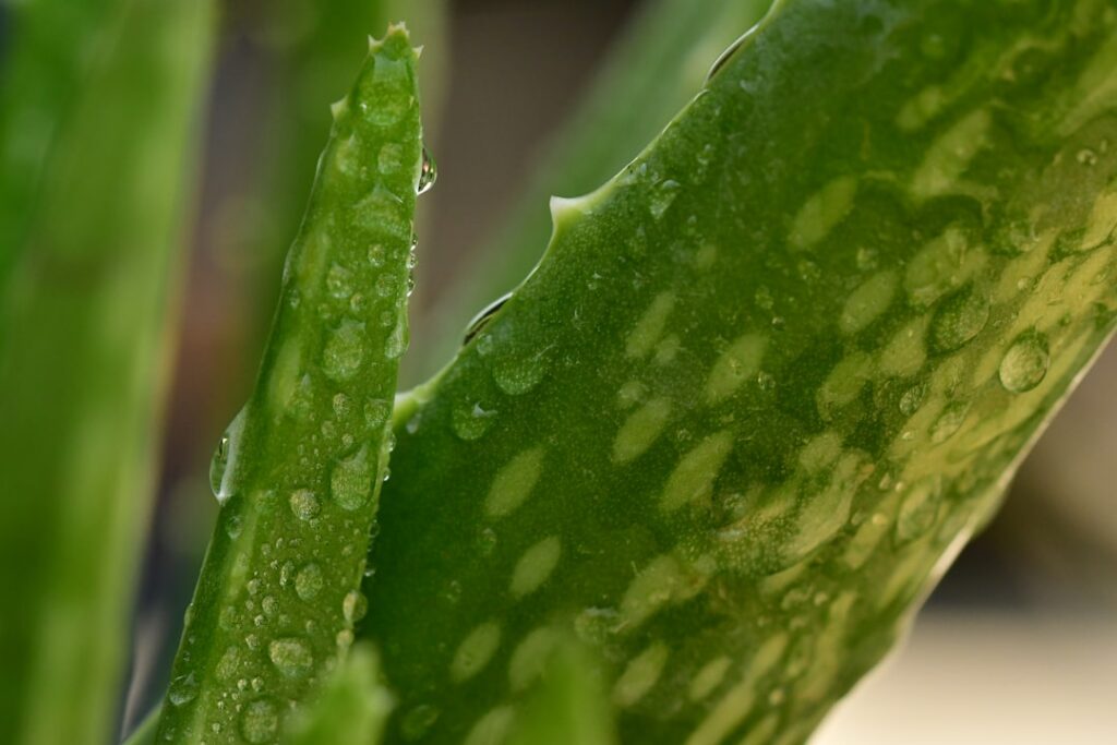 A glass jar of rice water next to a small ceramic bowl containing green aloe vera gel with a hand dropping a clear yello