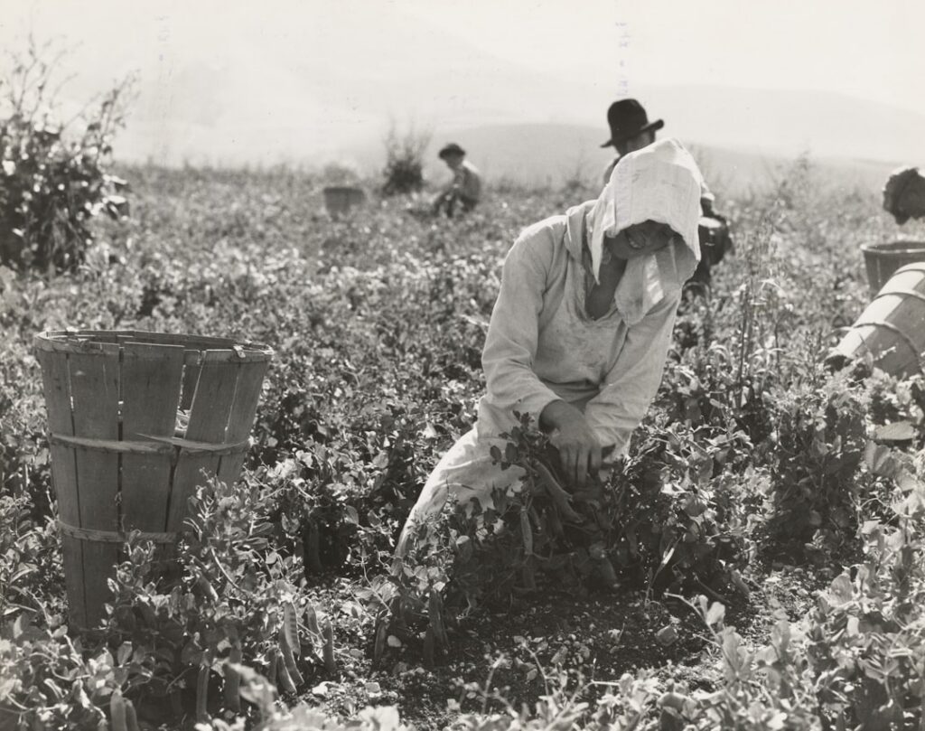 Freshly harvested alfalfa plants in a gardener s hands with more alfalfa growing in the background under bright sunshine