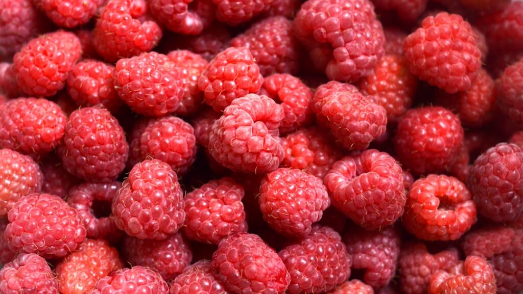 A close-up photo of ripe red raspberries on a bush ready for harvest