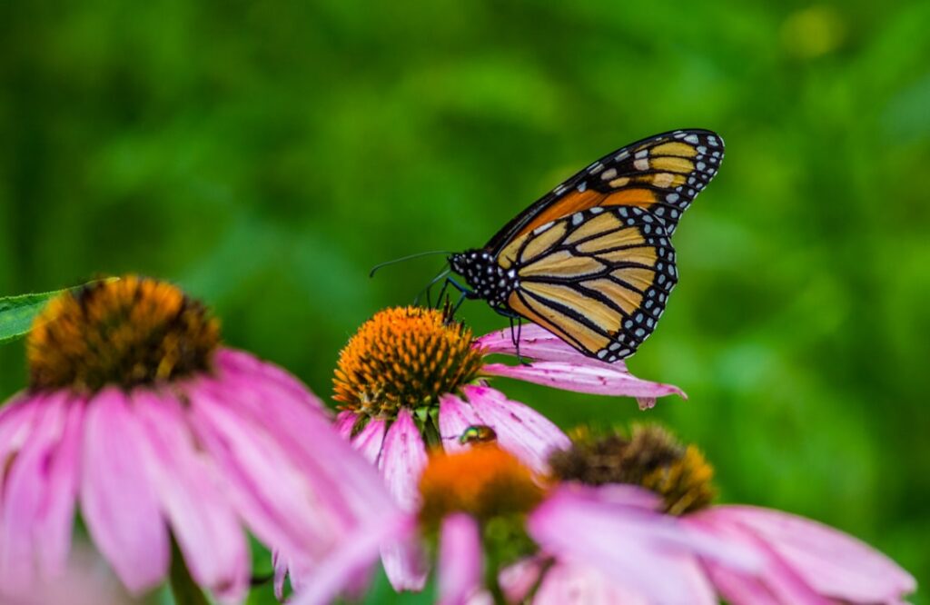 A close-up of a Monarch butterfly pollinating a vibrant purple coneflower in a sunny garden