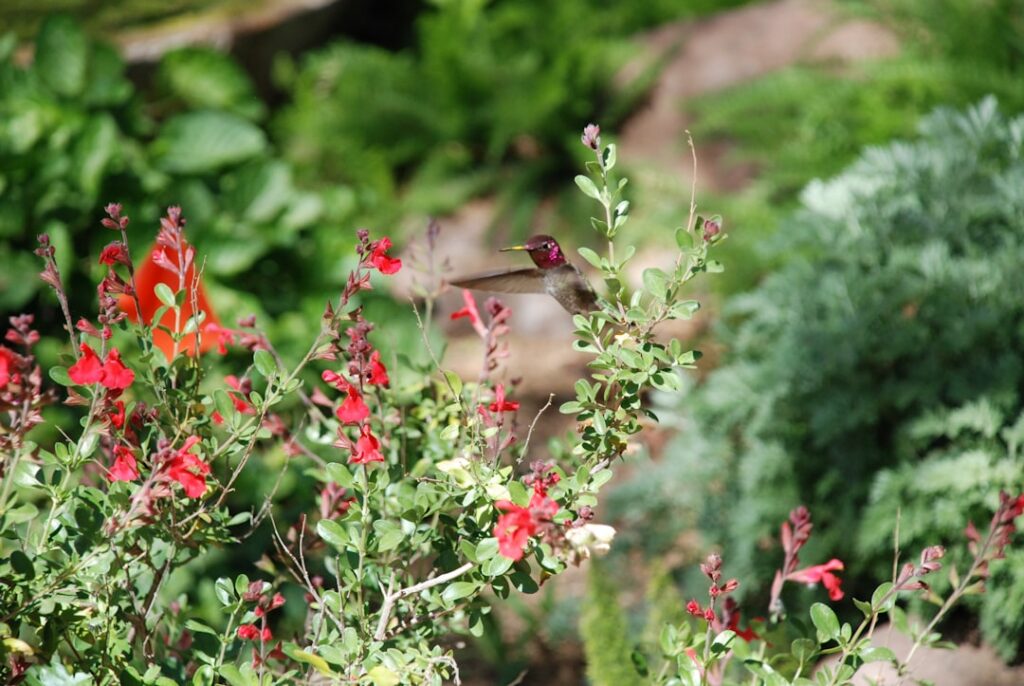 A vibrant garden scene filled with native plants like coneflowers sunflowers and berry bushes with a variety of songbird