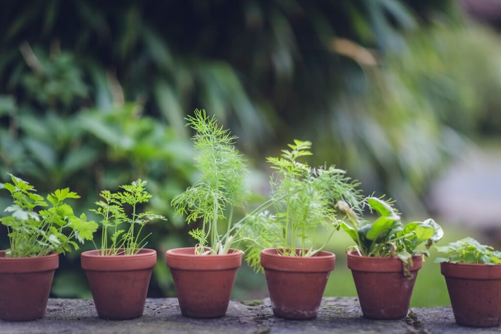 A close-up photo of various small potted herbs such as basil mint and chives thriving on a sunlit windowsill showing hea