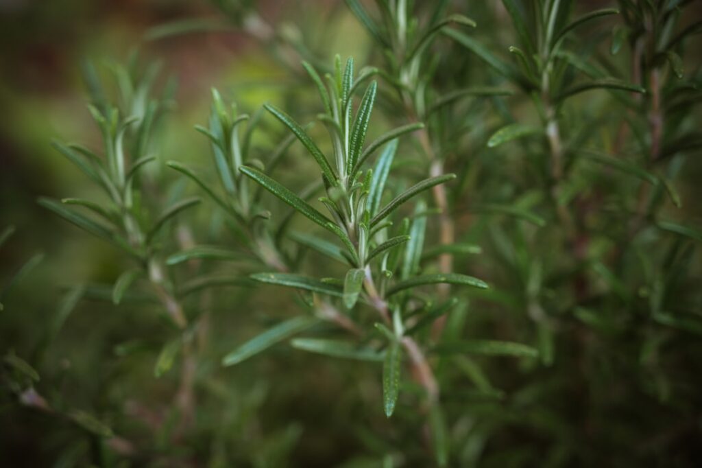 Close-up of fresh rosemary sprigs with vibrant green leaves possibly in a small glass jar or bowl