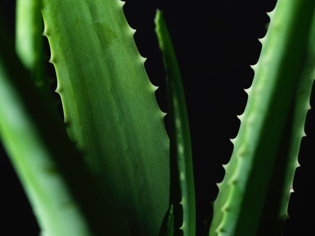A close-up shot of a person carefully cutting an aloe vera leaf and scooping out its clear gel emphasizing the freshness