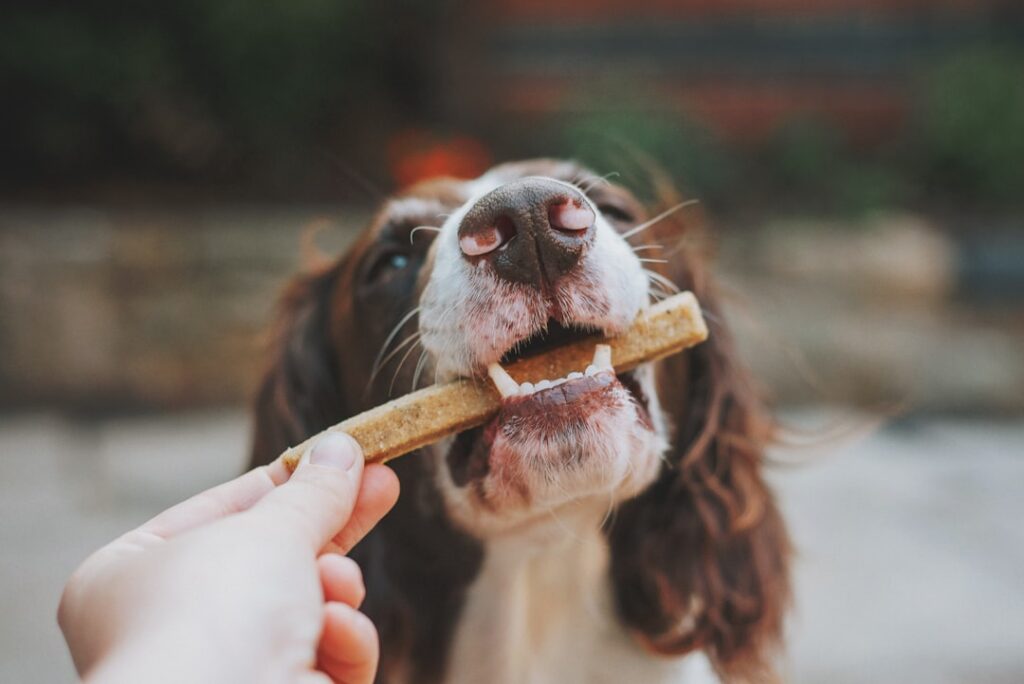 A happy dog enjoying a safe healthy human food treat like a plain cooked carrot or a few blueberries
