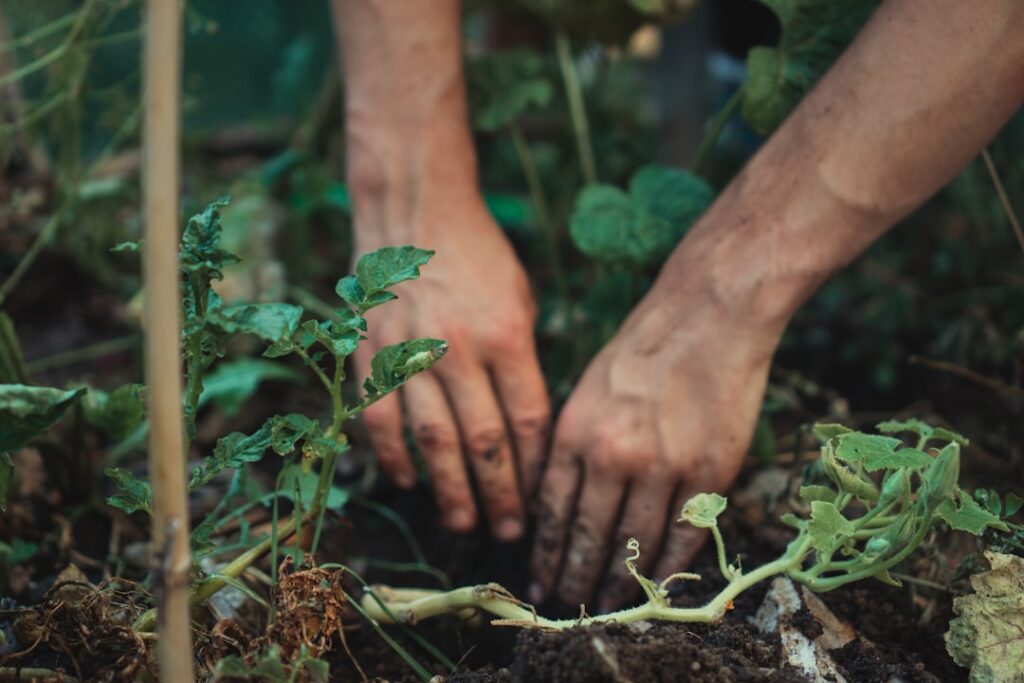 Gardener using a spade to divide a large perennial plant showing healthy root divisions ready for replanting