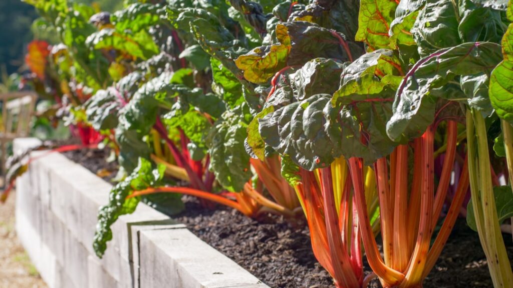 Close-up image of vibrant red rhubarb stalks growing in a garden
