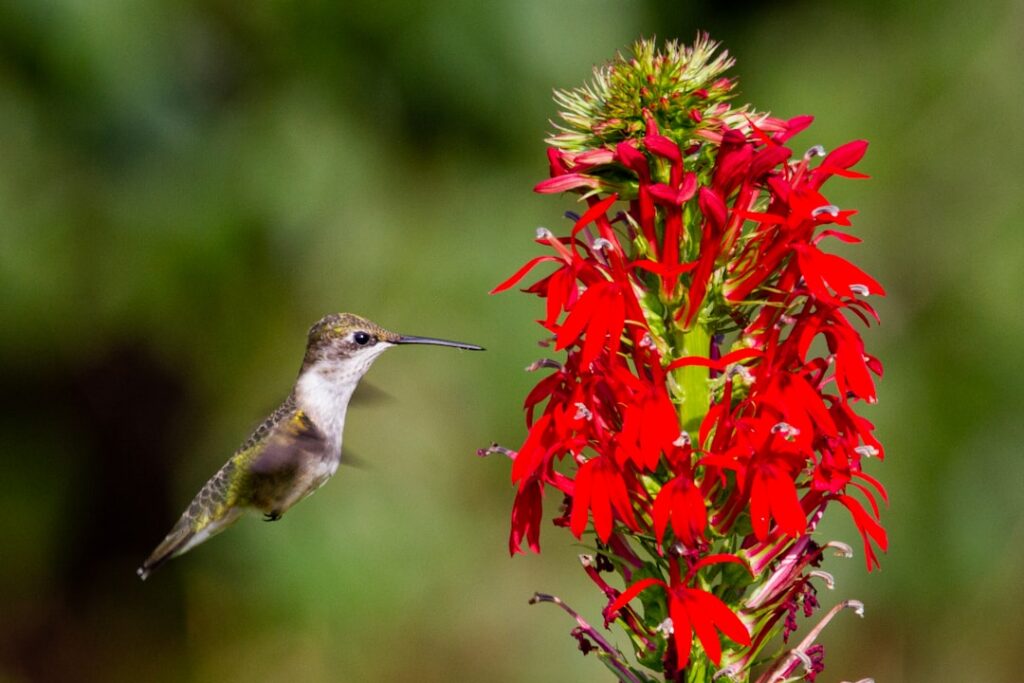 Hummingbird feeding on bright red Salvia flowers in a garden