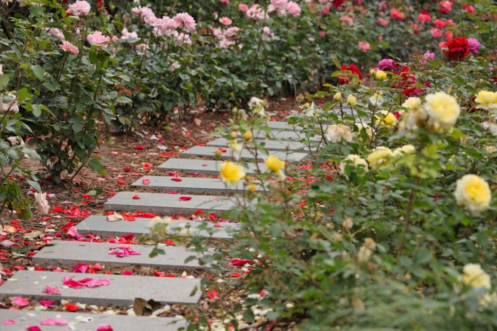 A gardener demonstrating how to deadhead a rose showing a clean cut made just above a healthy leaf or node using sharp p