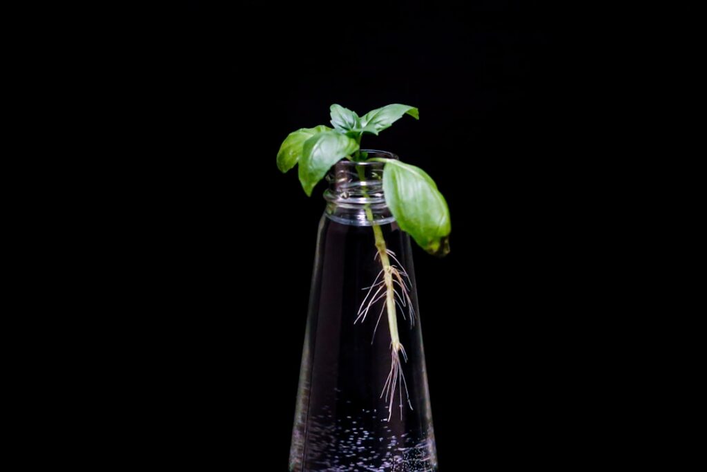 A collection of basil cuttings with visible white roots growing in a glass of water ready for transplanting to soil