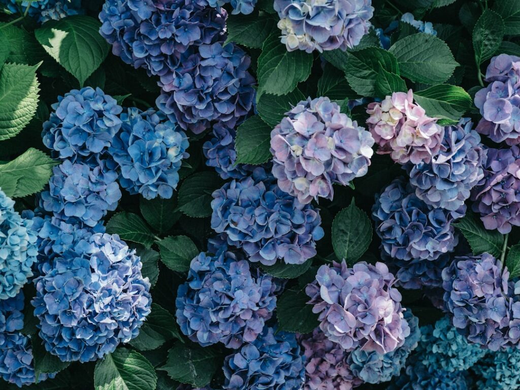 Close up of a vibrant blue hydrangea flower head surrounded by green leaves