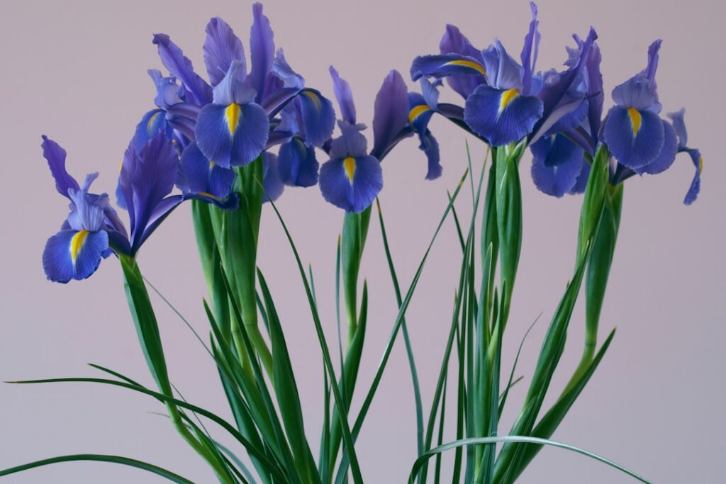 Close-up of a healthy iris plant with long green fan-like leaves after flowering showing signs of robust growth Focus on