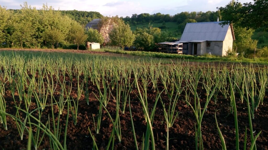 Garlic plant with green leaves and a visible bulb starting to form in rich soil